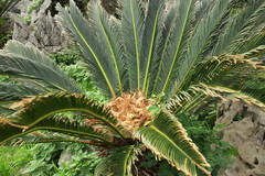 Cycas revoluta