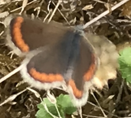 Aricia agestis