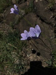 Wahlenbergia cuspidata