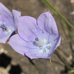 Wahlenbergia cuspidata