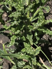 Wahlenbergia cuspidata
