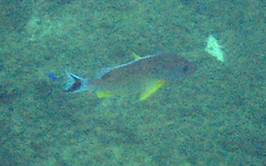 Lutjanus lunulatus