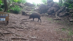 Sus scrofa riukiuanus