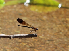 Heliocypha bisignata