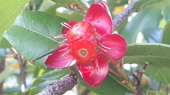 Ochna thomasiana