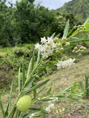 Gomphocarpus physocarpus observed 2023-07-08