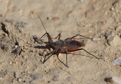 Rhynocoris bipustulatus
