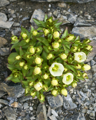 Gentianella divisa