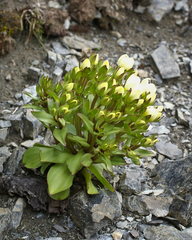 Gentianella divisa