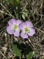 Heliophila carnosa