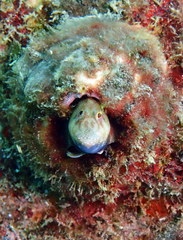 Mimoblennius atrocinctus