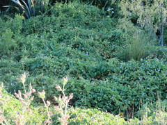 Calystegia sepium roseata