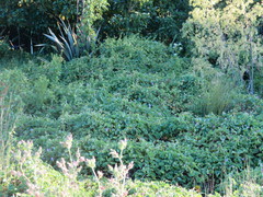 Calystegia sepium roseata