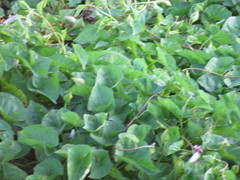 Calystegia sepium roseata