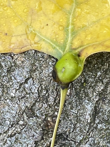 Poplar Petiole Gall Aphid photo 2