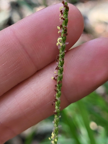 Paspalum laxum observed 2023-07-15