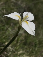 Moraea albicuspa