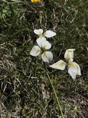 Moraea albicuspa