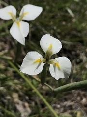 Moraea albicuspa