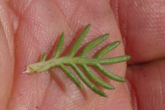 Euryops pinnatipartitus