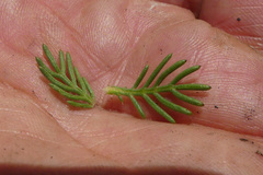 Euryops pinnatipartitus