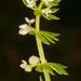 Southern Cleavers - Photo (c) Drepanostoma, some rights reserved (CC BY-NC), uploaded by Drepanostoma