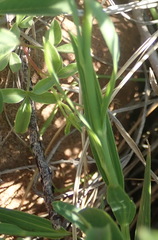 Afroaster serrulatus