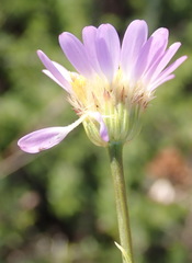 Afroaster serrulatus