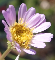 Afroaster serrulatus