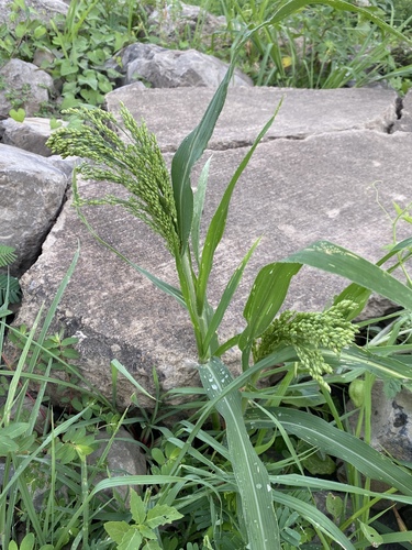 Panicum miliaceum iNat (3)