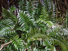 Asplenium scleroprium