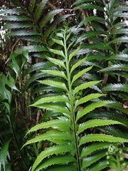Asplenium scleroprium
