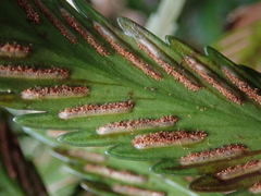 Asplenium scleroprium