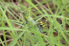 Zonocerus variegatus