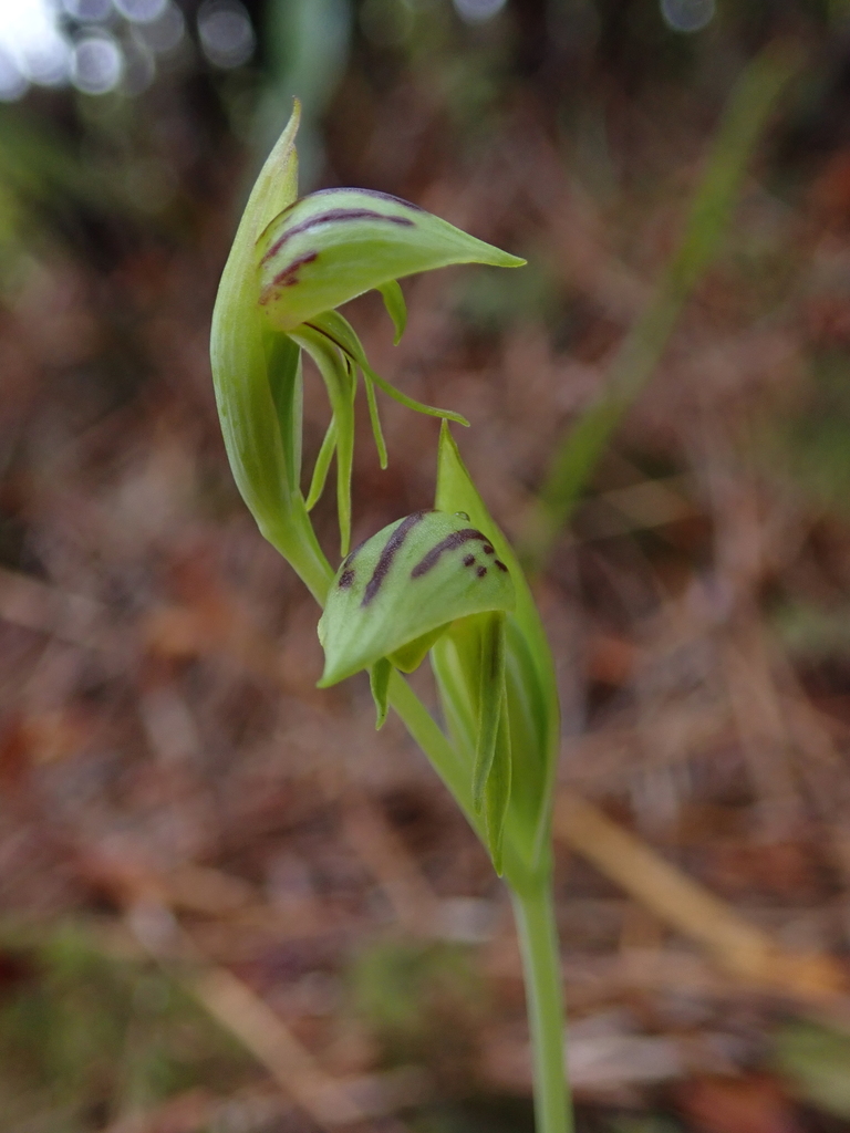 Horizontal Orchid
