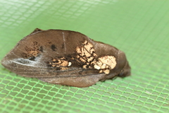 Pseudometa patagiata