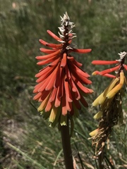 Kniphofia stricta