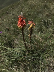 Kniphofia stricta