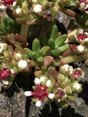 Crassula peploides