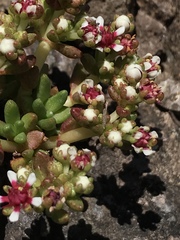 Crassula peploides