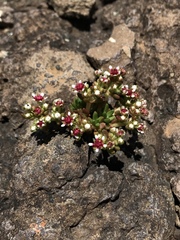 Crassula peploides