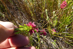 Erica macilenta