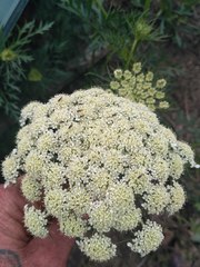 Daucus carota sativus