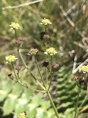 Alepidea natalensis