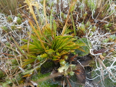 Aciphylla monroi