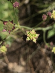 Alepidea natalensis