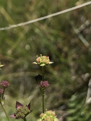 Alepidea natalensis