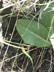 Alepidea natalensis