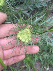 Daucus carota sativus