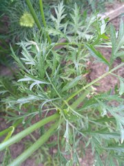 Daucus carota sativus